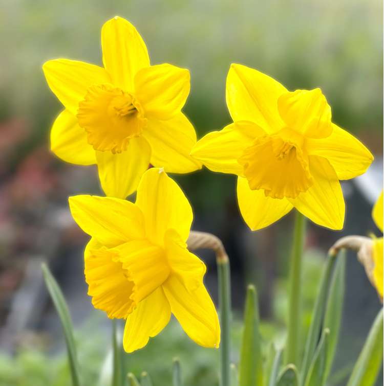 Narzisse 'Dutch Master'